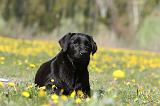 LABRADOR 1009